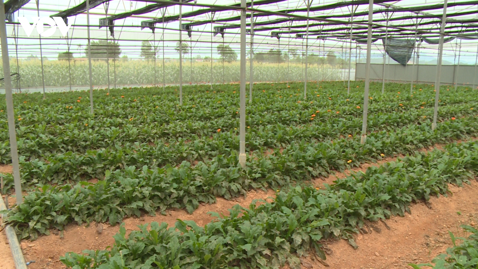 Đổi mới quyết liệt từ chính sách - thu hút dòng vốn FDI vào nông nghiệp